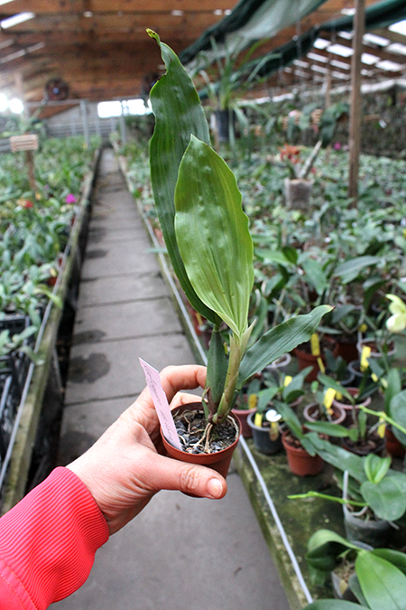 Coelogyne usitana.jpg