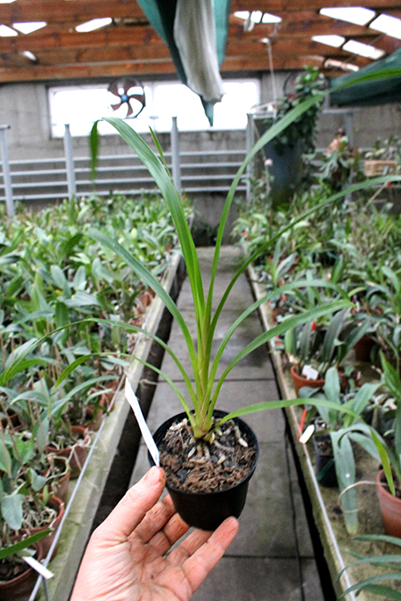 Cymbidium erythrostylum.jpg