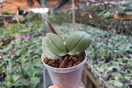 Phalaenopsis stuartiana puntatissima x mannii Dark.jpg