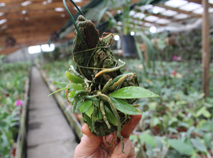 Phalaenopsis lobbii.jpg