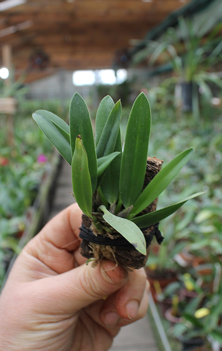 Sophronitis coccinea.jpg