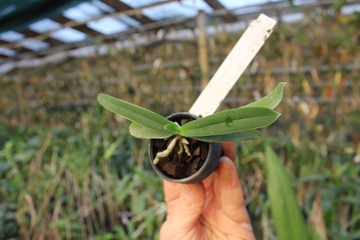 Tuberolabium kotoense.jpg