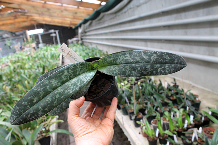 Paphiopedilum bellatulum.jpg