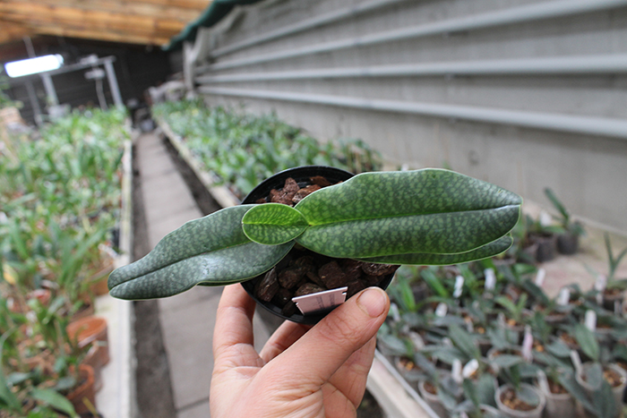 Paphiopedilum Woluwense (niveum x rothschildianum).jpg