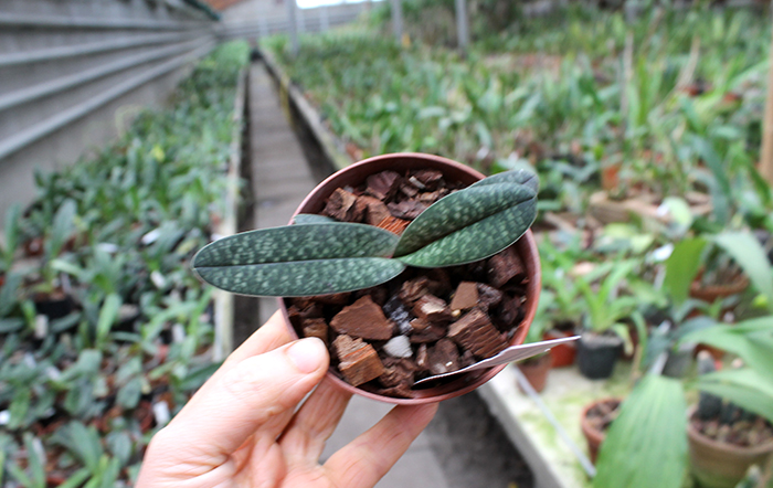 Paphiopedilum Woessner Bellarmi (armeniacum x bellatulum).jpg