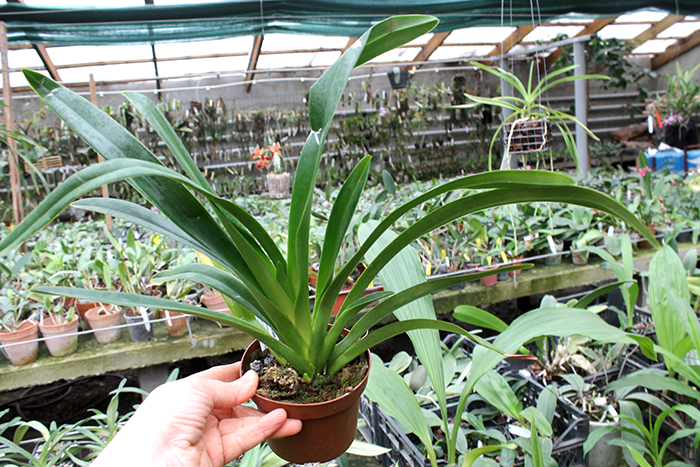 Phragmipedium caudatum.jpg