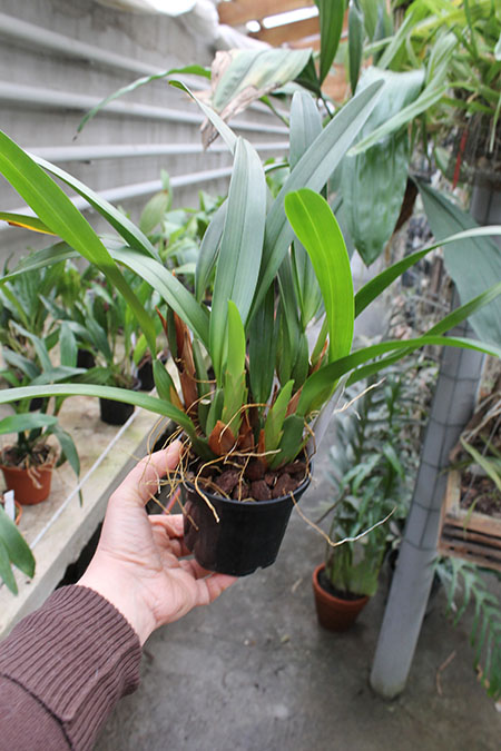 Camaridium densum.jpg