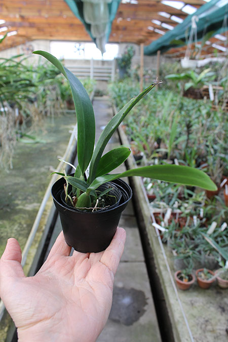 Macradenia multiflora.jpg