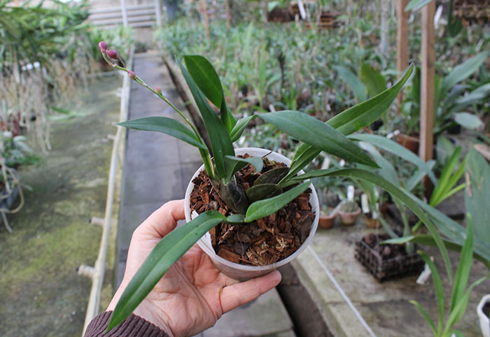 Oncidium strictum.jpg