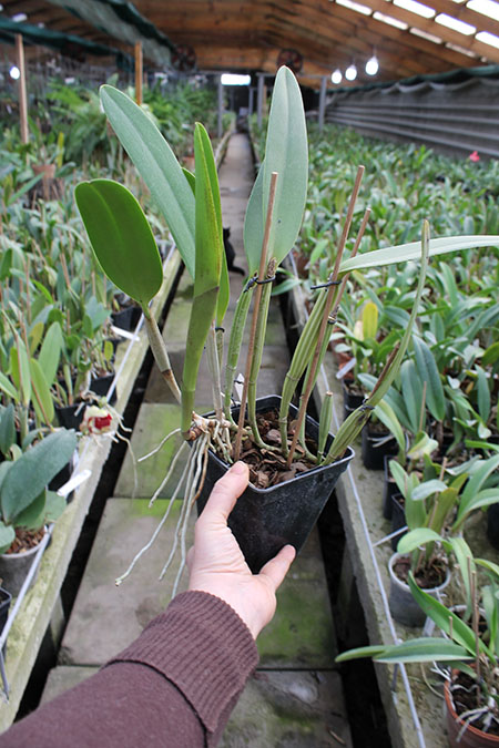 Cattleya lueddemanniana tipo 'Royal Flash' x Cattleya lueddemanniana tipo 'Drago'.jpg