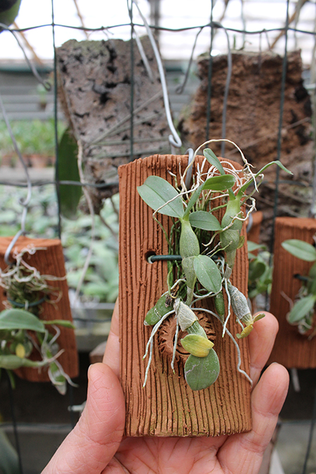 Dendrobium trantuanii.jpg