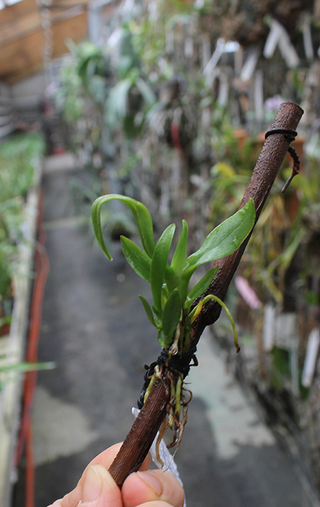Trichocentrum pulchrum.jpg