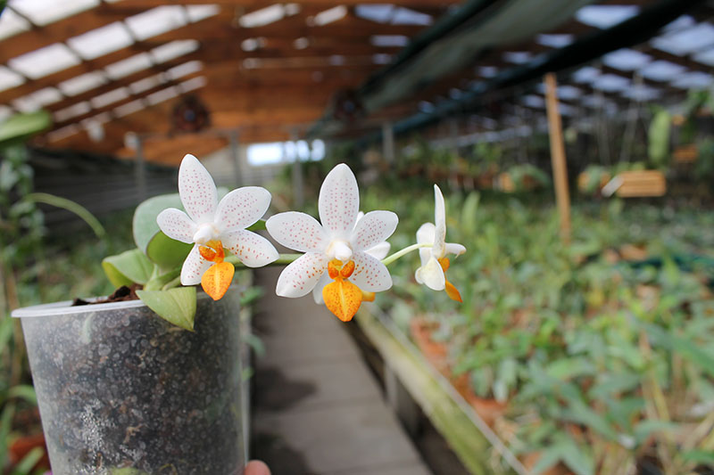 Phalaenopsis Mini Mark 'Maria Teresa'.jpg
