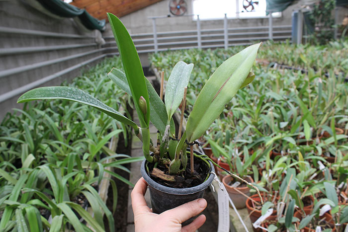 Sophrolaeliocattleya Circle of Life 'Mesmerize' x Sophrolaeliocattleya Newberry Promise.jpg