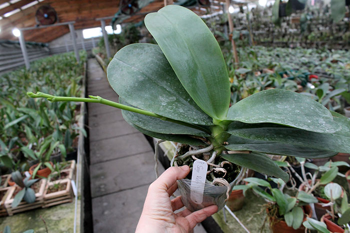 Phalaenopsis Sogo Relex 'F-1661'.jpg