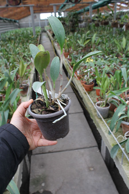 Cattleya Jungle Eyes 'ORCHIS'.jpg