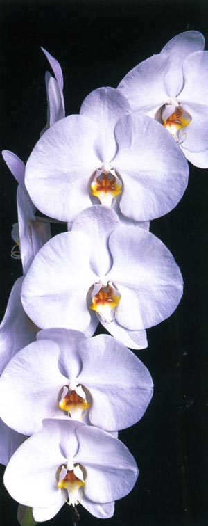 Phalaenopsis Yu Pin.jpg