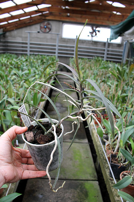 Ascocentrum christensonianum.jpg