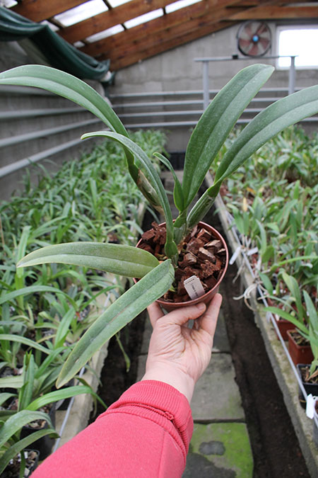 Cattleya mossiae coerulea ('Dark Lip' x '#123').jpg