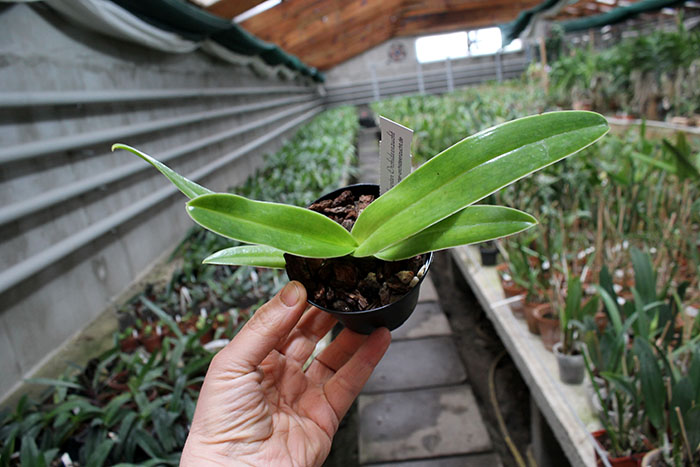 Paphiopedilum sanderianum.jpg