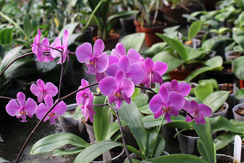 Phalaenopsis schilleriana purpurea.jpg