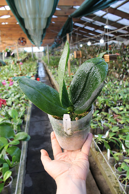 Phalaenopsis Fusheng's World 'FS'.jpg