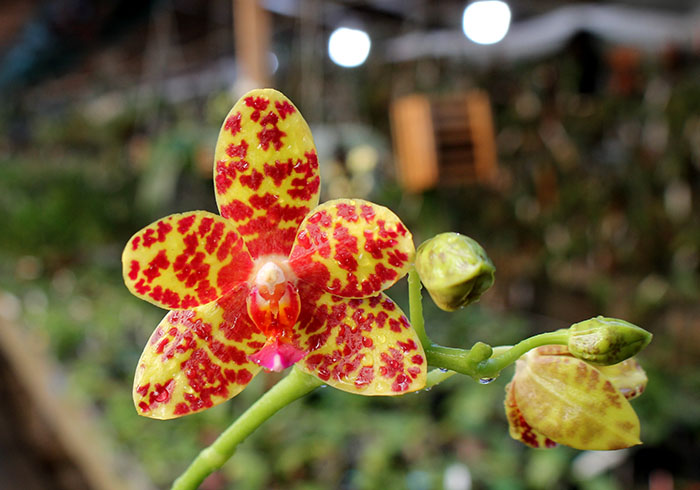 Phalaenopsis Chang Jo (Chang Jhih Rose x Jong's Gigan Cherry).jpg