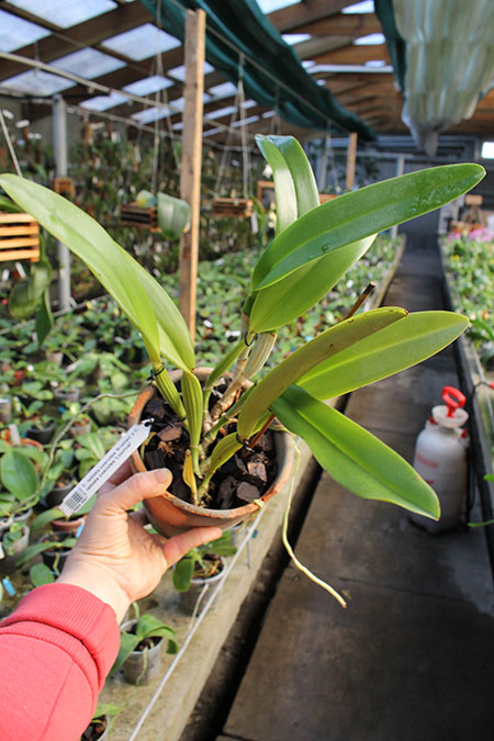 Cattleya labiata coerulea 'Bastiao' x Cattleya labiata coerulea 'Lourival'.jpg
