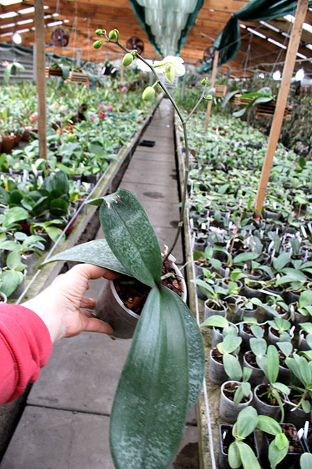 Phalaenopsis stuartiana 'Sogo'.jpg