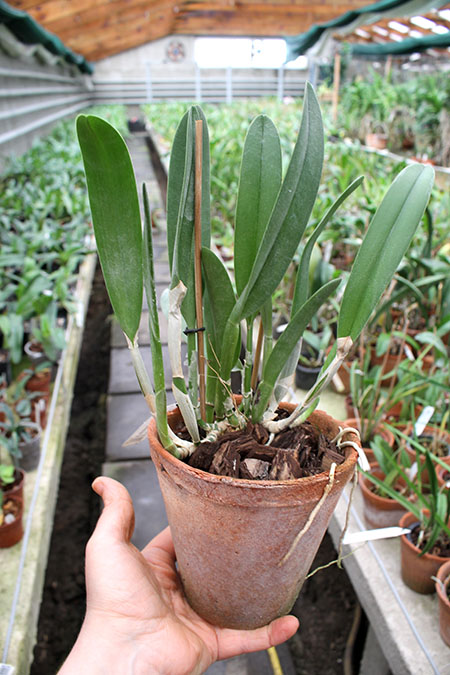 Brassavola Aristocrat (Brassavola glauca x digbyana).jpg