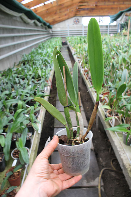 Sophrolaeliocattleya Endless Love 'Eros'.jpg