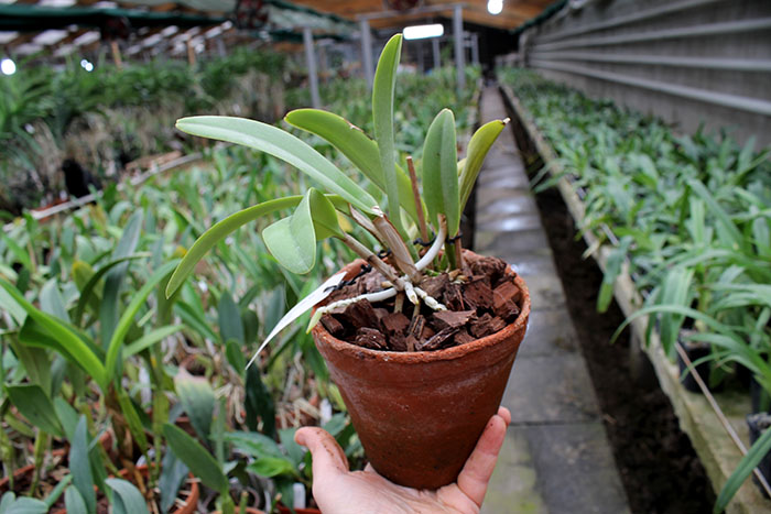 Cattleya maxima semi-alba 'La Pedrena'.jpg