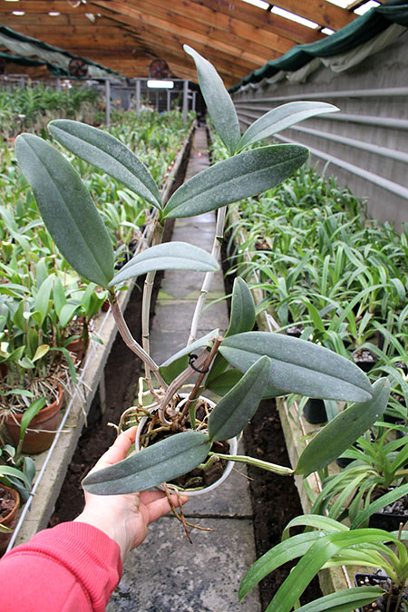 Cattleya (Penny Kuroda x Corcovado).jpg