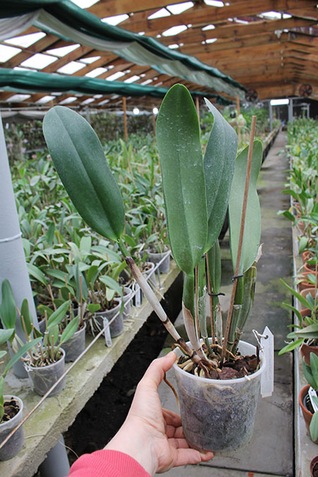 Potinara Chief Sweet Orange 'Sweet Orange'.jpg