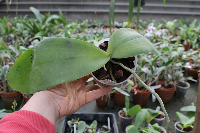 Phalaenopsis gigantea x Mituo Sun.jpg