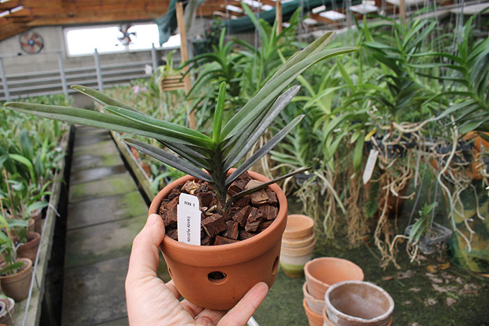 Renantanda Sunrise.jpg