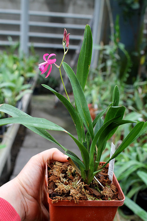 Oncidium vulcanicum.jpg