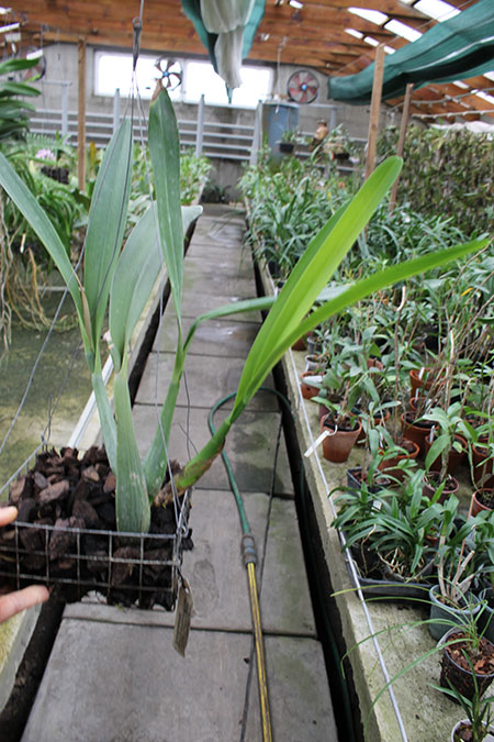 Encyclia prismatocarpum.jpg