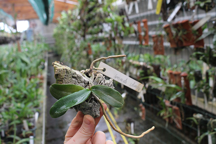 Aerangis spiculata.jpg