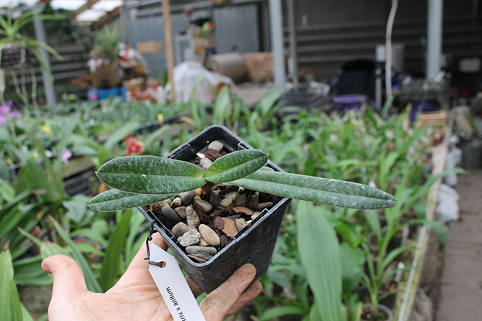 Paphiopedilum Hsinying Antrix (S Gratrix x anitum).jpg