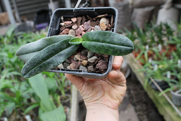 Paphiopedilum emersonii '#1' x Paphiopedilum vietnamense '#5'.jpg