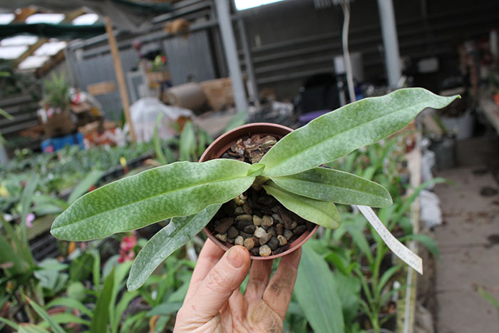 Paphiopedilum Virgo 'Toby' x Satin Veil 'In-Charm'.jpg