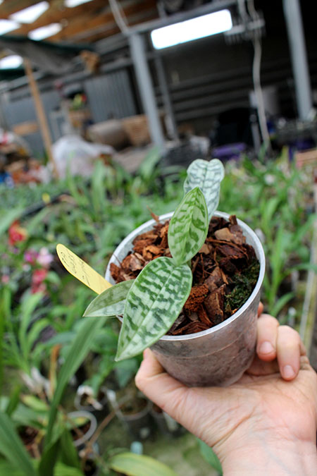 Paphiopedilum superbiens.jpg