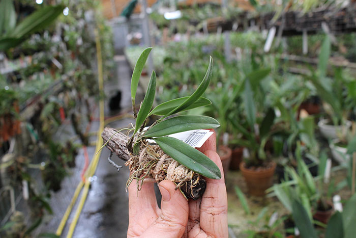 Bulbophyllum hirundinis.jpg