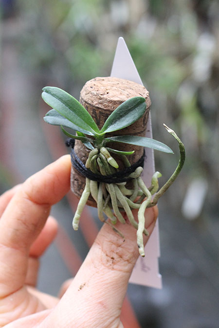 Mystacidium capense.jpg