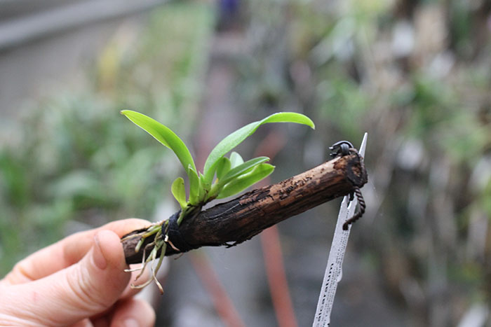 Trichocentrum longicalcaratum.jpg