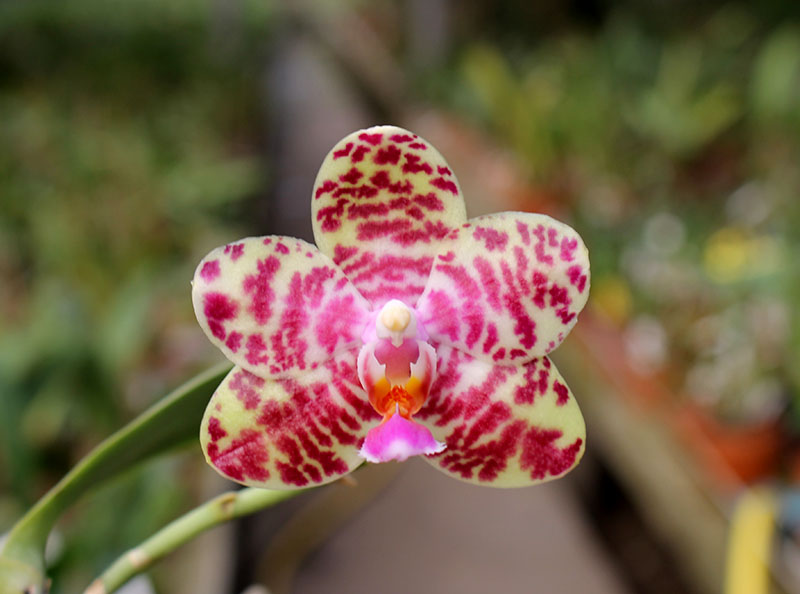 Phalaenopsis Joy spring Tina 'Tina'.jpg