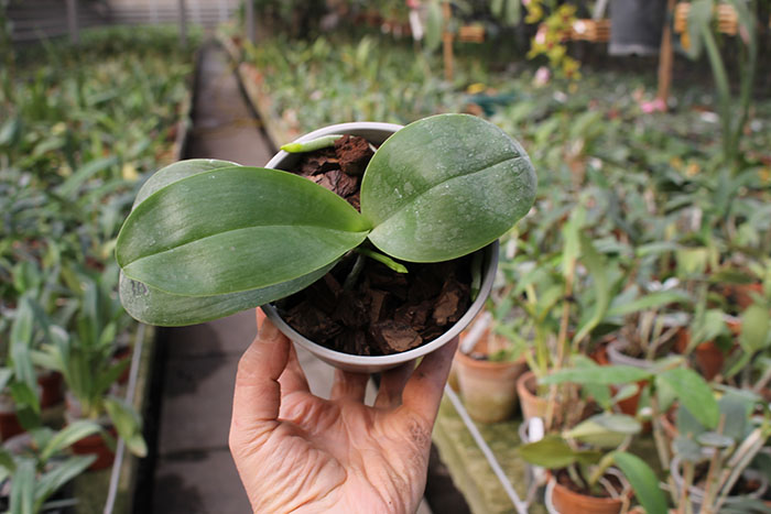 Phalaenopsis Mituo Sun 'Mituo #1' x Ld's Bear King 'YK-14'.jpg