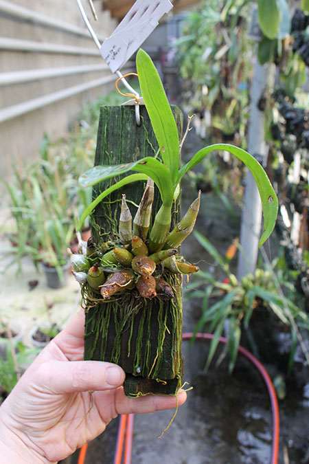 Dendrobium delacourii.jpg