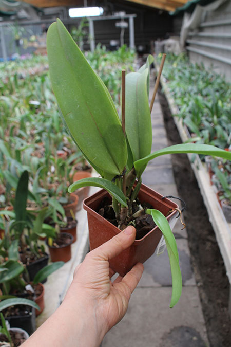 Laeliocattleya Dinard 'Blue Heaven'   NBS.jpg